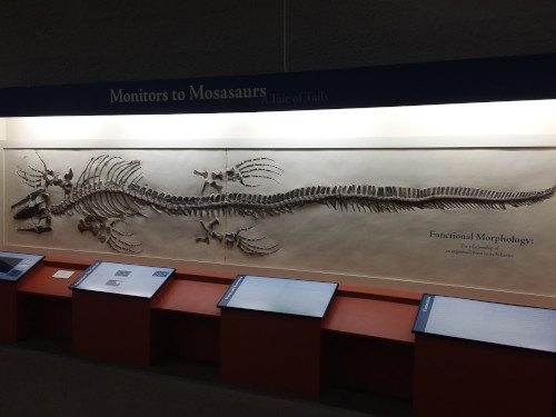 A 40 foot long mosasaur.