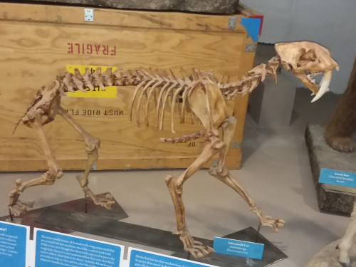 The skeleton of a saber cat.