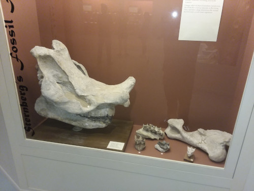 A display of titanothere bones.