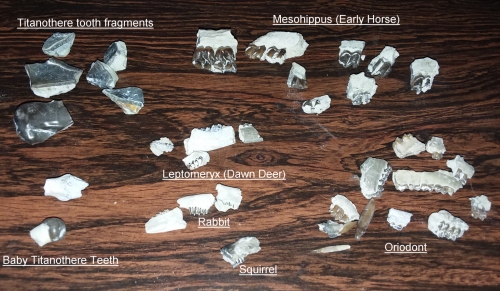 Some of the teeth I collected.