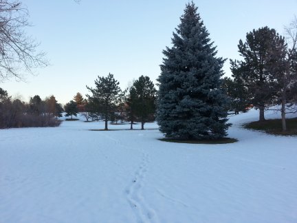 Snowy landscape in Denver Colorado.